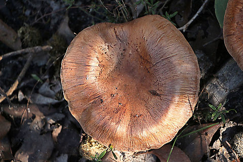 Poison Pax - Paxillus involutus Rather flat cap ,so I am not to sure if I got it right. Australia,Geotagged,Paxillus involutus,Poison Pax,Winter