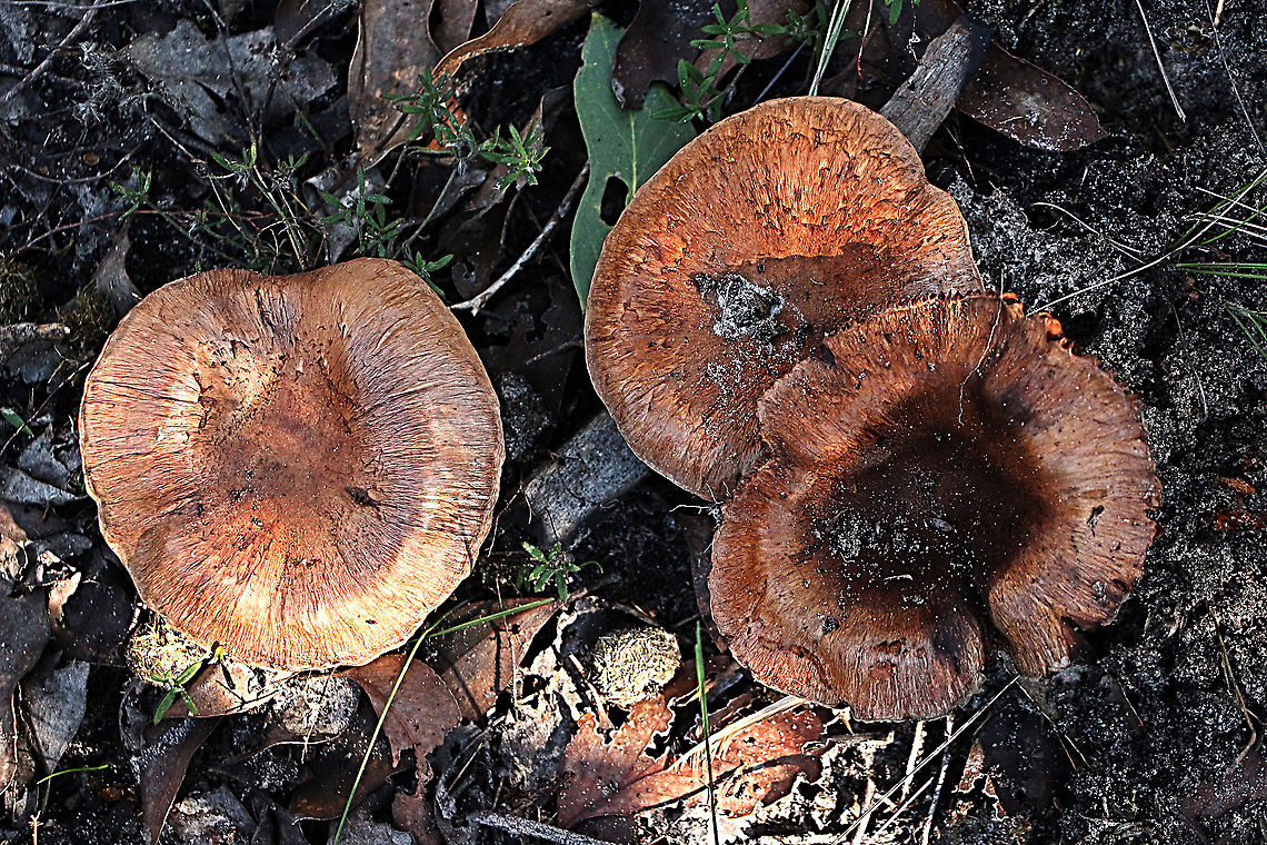 Poison Pax - Paxillus involutus Growing in mixed eucalyptus/ acacia forest in sandy soil  Australia,Eamw fungi,Geotagged,Paxillus involutus,Poison Pax,Winter