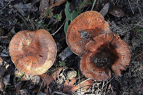 Poison Pax - Paxillus involutus Growing in mixed eucalyptus/ acacia forest in sandy soil  Australia,Eamw fungi,Geotagged,Paxillus involutus,Poison Pax,Winter