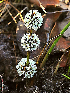 Lomandra multyflora The flowers are growing at the base of stalk-like leaves.  Australia,Eamw flora,Geotagged,Lomandra multiflora,Lomandra multyflora,Winter