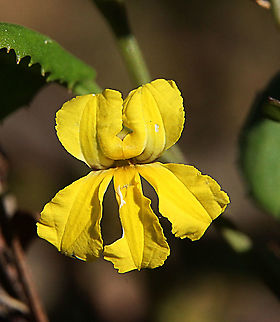 Hop goodenia - Goodenia ovata Australia,Eamw flora,Geotagged,Goodenia ovata,Hop goodenia,Winter