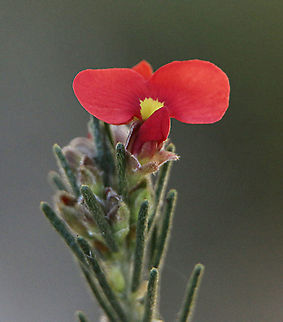 Red Parrot - Pea - Dillwynia hispida  Australia,Dillwynia hispida,Dillwynia sericea,Eamw flora,Geotagged,Red parrot-pea,Winter
