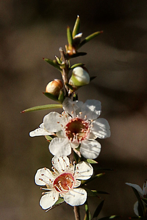 Prickly tea-tree - Leptospermum Continental  Australia,Eamw flora,Geotagged,Leptospermum continentale,Prickly tea-tree,Winter