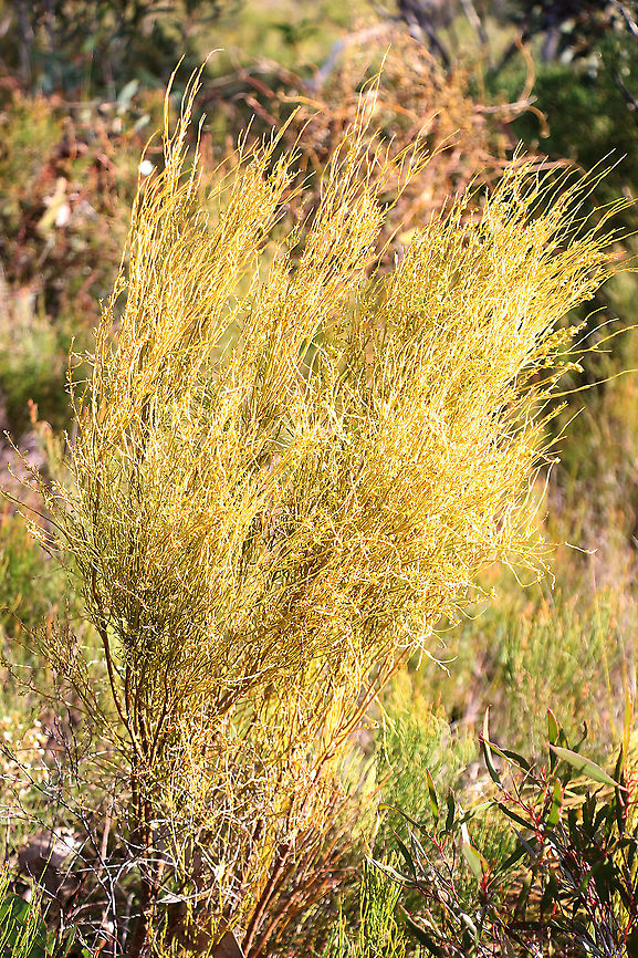 Choretrum chrysanthum  Australia,Choretrum chrysanthum,Eamw flora,Geotagged,Winter