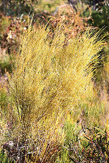 Choretrum chrysanthum  Australia,Choretrum chrysanthum,Eamw flora,Geotagged,Winter