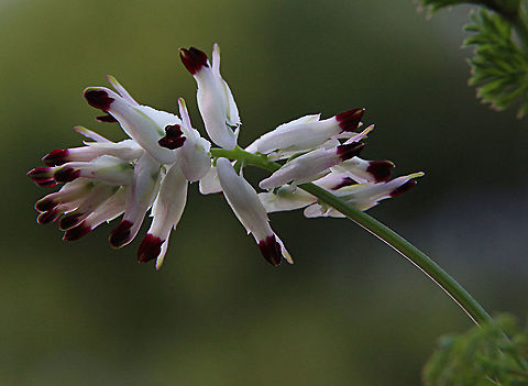 White ramping fumitory - Fumaria capreolata  Australia,Eamw flora,Fumaria capreolata,Geotagged,White ramping fumitory,Winter