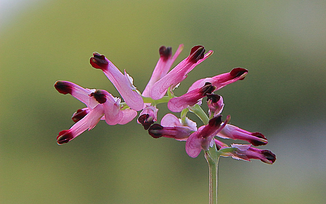 Common ramping fumitory - Fumaria muralis  Australia,Eamw flora,Fumaria muralis,Geotagged,Winter