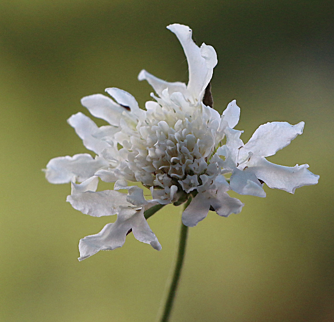 White form of Field Scabious - Knautia arvensis  Australia,Eamw flora,Field Scabious,Geotagged,Knautia arvensis,Winter