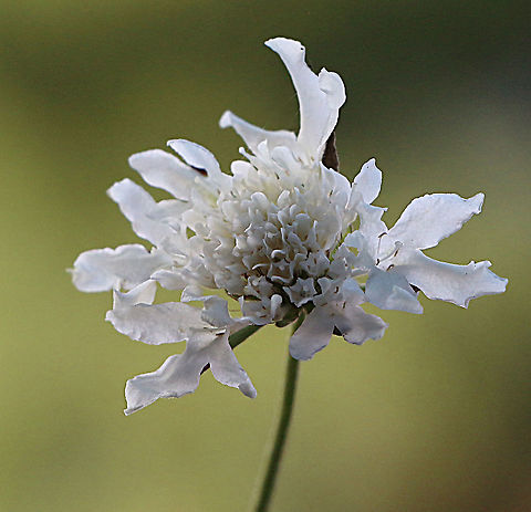 White form of Field Scabious - Knautia arvensis  Australia,Eamw flora,Field Scabious,Geotagged,Knautia arvensis,Winter