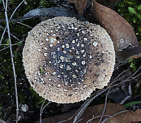 Australian umber Amanita - Amanita umbrinella  Amanita umbrinella,Australia,Australian umber amanita,Eamw fungi,Geotagged,Winter