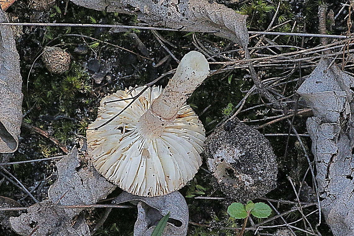 Australian umber amanita Gill formation an volva brobroken off, Amanita umbrinella,Australia,Australian umber amanita,Eamw flora,Geotagged,Winter