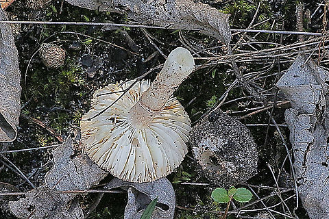 Australian umber amanita Gill formation an volva brobroken off, Amanita umbrinella,Australia,Australian umber amanita,Eamw flora,Geotagged,Winter