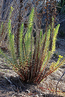 Sea spurge - Euphorbia paralias This plant looks attractive but again it is another introduced problem plant in Australia. Australia,Eamw flora,Euphorbia paralias,Euphorbia paralis,Geotagged,Winter