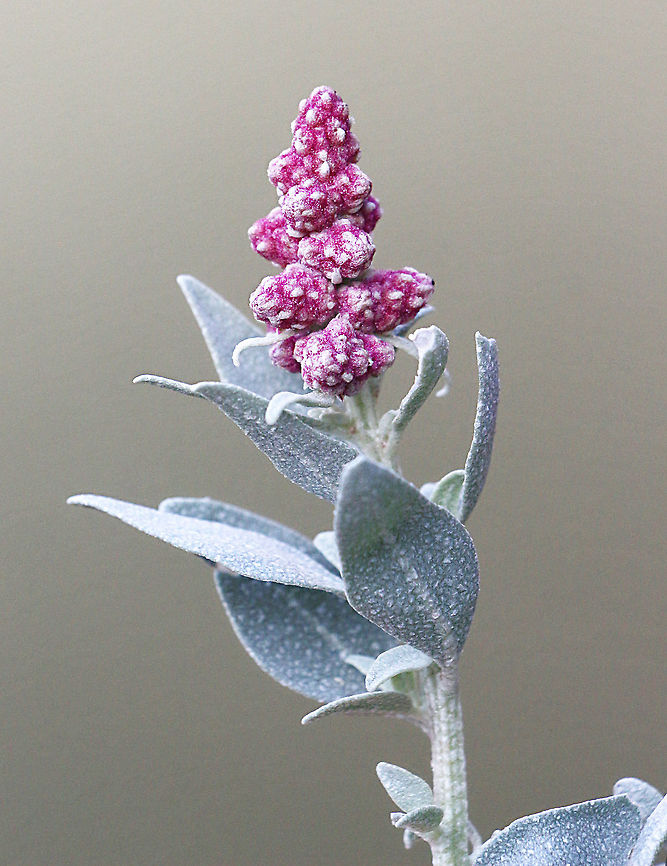 Grey saltbush - Atriplex cineria A native plant commonly found along the southern coast and saltlakes,but is also often used as a sand dune retainment plant by local councils. Atriplex cinerea,Atriplex cineria,Australia,Eamw flora,Geotagged,Winter