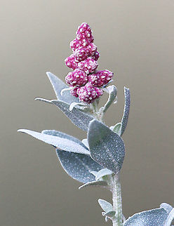 Grey saltbush - Atriplex cineria A native plant commonly found along the southern coast and saltlakes,but is also often used as a sand dune retainment plant by local councils. Atriplex cinerea,Atriplex cineria,Australia,Eamw flora,Geotagged,Winter