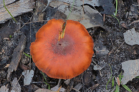 Cortinarius kula Cap dia .approx. 40 mm , stem 35 - 40 mm Australia,Cortinarius,Cortinarius kula,EW cortinarius,Eamw fungi,Geotagged,Winter