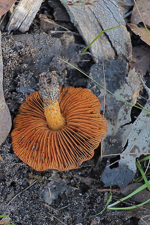 Cortinarius kula Gill formation. Australia,Cortinarius kula,Cortinarius oulankaënsis,EW cortinarius,Eamw fungi,Geotagged,Winter