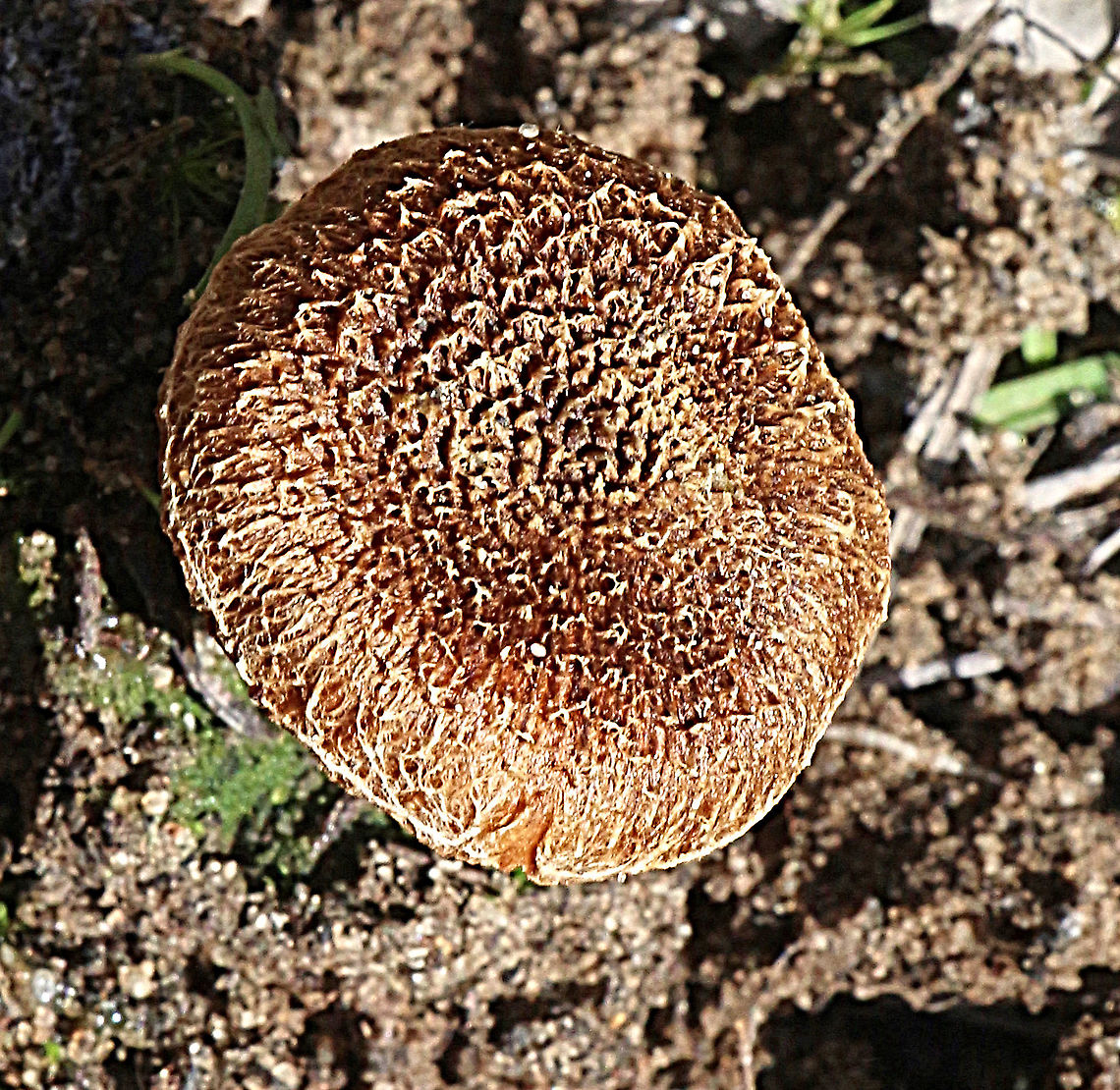 Unidentified but possibly genus Inocybe ?  Australia,Eamw fungi,Geotagged,Inocybe lacera,Winter