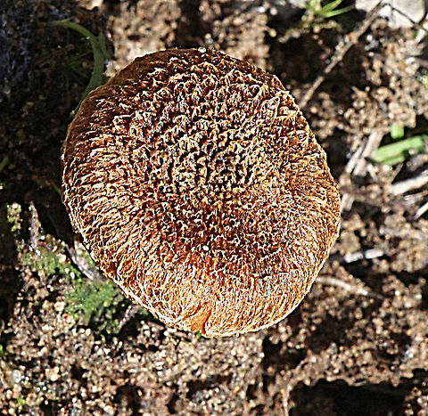 Unidentified but possibly genus Inocybe ?  Australia,Eamw fungi,Geotagged,Inocybe lacera,Winter