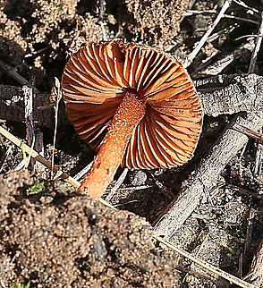 Unidentified possibly genus Inocybe ?  Australia,Eamw fungi,Geotagged,Winter