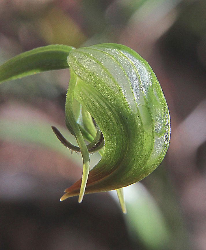 Nodding Greenhood - Pterostylis nutans One of the first mid winter orchids I found. Australia,Eamw flora,Eamw orchids,Mount Billy Conservation Park,Orchids July,Pterostylis nutans,Winter