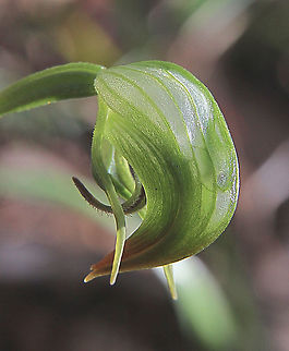 Nodding Greenhood - Pterostylis nutans One of the first mid winter orchids I found. Australia,Eamw flora,Eamw orchids,Mount Billy Conservation Park,Orchids July,Pterostylis nutans,Winter