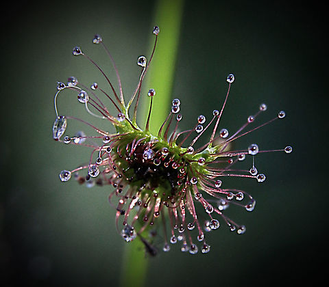 Shield sundew - Drosera peltata  Australia,Drosera peltata,Eamw flora,Eamw sundews,Geotagged,Shield sundew,Winter