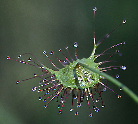 Shield sundew - Drosera peltata Rear view of modified leaf. Australia,Drosera peltata,Eamw flora,Eamw sundews,Geotagged,Shield sundew,Winter