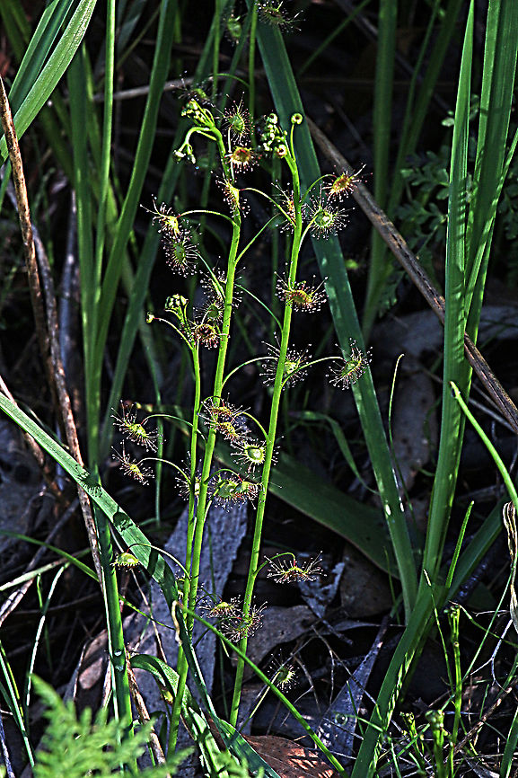 Shield sundew - Drosera peltata Erect plant about 25 Cm tall Australia,Drosera peltata,Eamw flora,Geotagged,Shield sundew,Winter