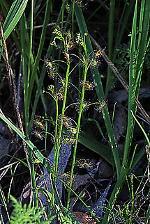 Shield sundew - Drosera peltata Erect plant about 25 Cm tall Australia,Drosera peltata,Eamw flora,Geotagged,Shield sundew,Winter