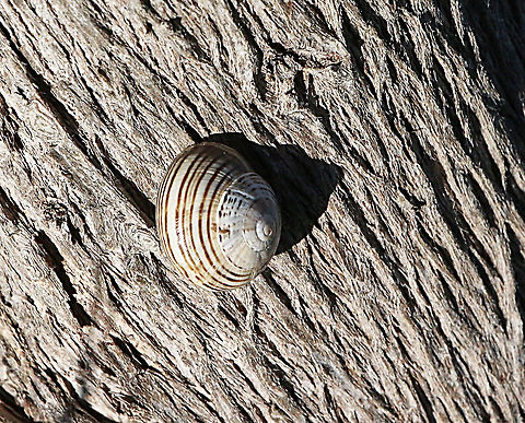 White Italian snail - Theba pisana An introduced pest . Australia,Eamw snails,Geotagged,Theba pisana,White Italian snail,Winter