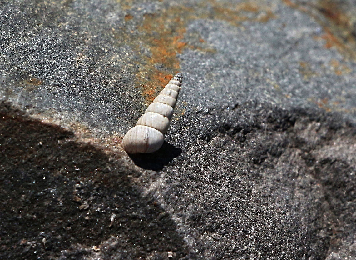 Small pointed snail - Prietocella barbara Found everywhere in sand dunes along the southern coast. Length of shell about 10 mm. Australia,Cochlicella barbara,Eamw snails,Geotagged,Small Pointed Snail,Winter