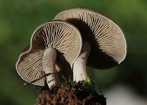 Buttery Collybia - Rhodocollybia butyracea Gill formation,  Australia,Buttery Collybia,EW Collybia,Eamw fungi,Geotagged,Rhodocollybia butyracea,Winter