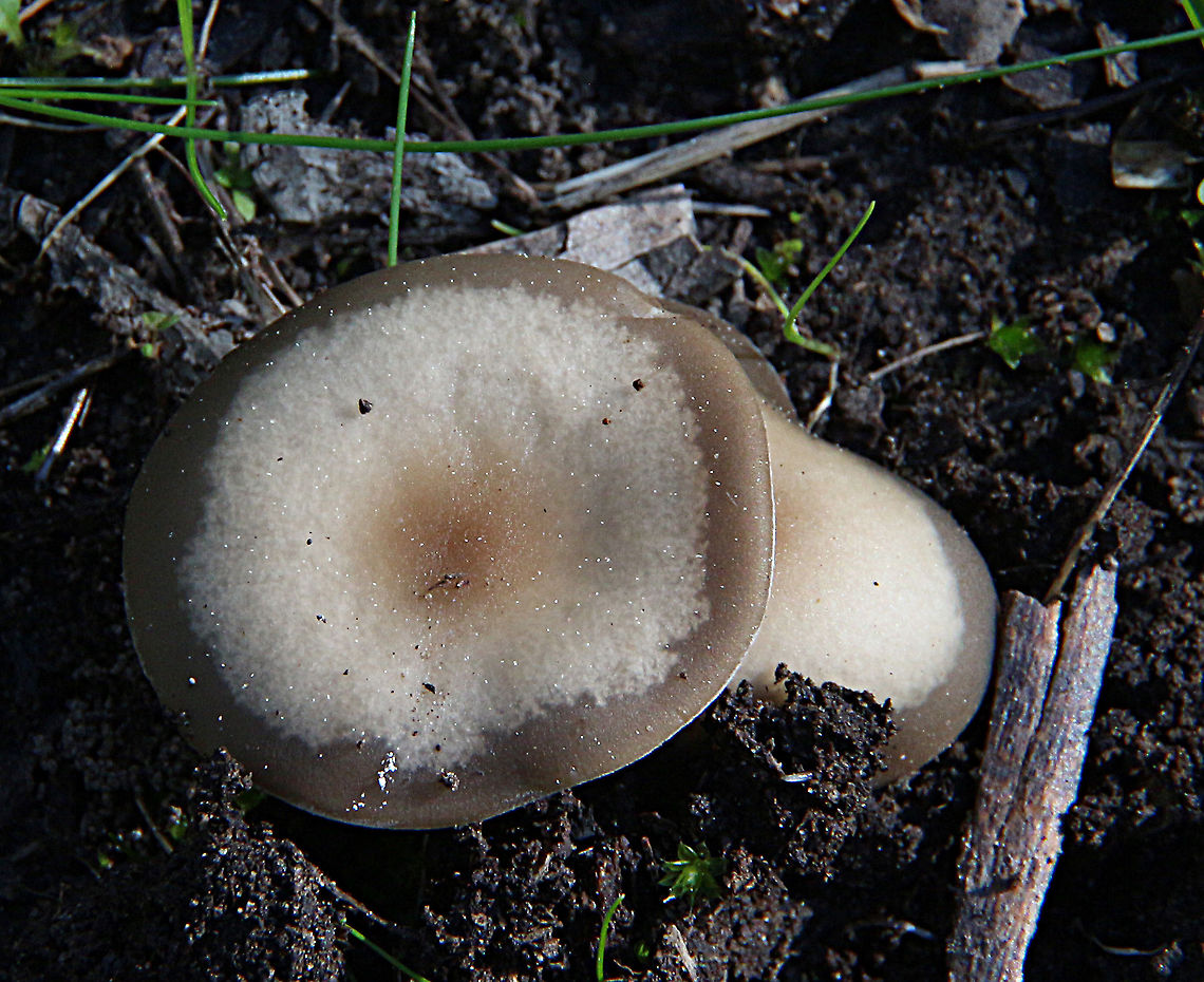 Buttery Collybia - Rhodocollybia butyracea  Australia,Buttery Collybia,Eamw fungi,Geotagged,Rhodocollybia butyracea,Winter