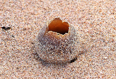 Peziza ammophila Just sitting on top of the sand . At first I confused it with a little ant mount .  Australia,Eamw fungi,Geotagged,Peziza ammophila,Winter