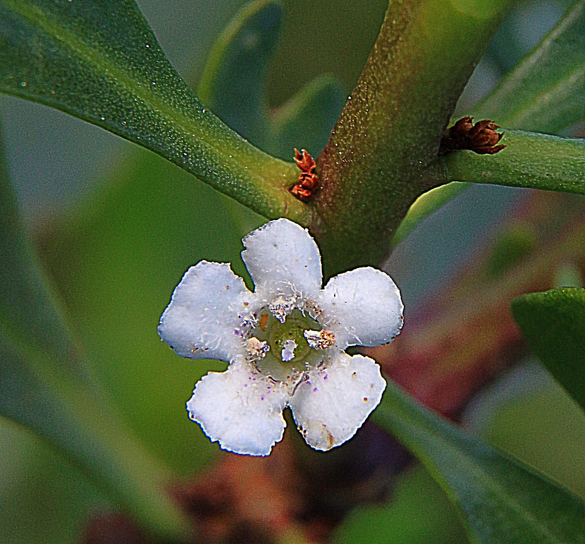 Common boobialla - Myoporum insulare This plant seems to be variable with the flowers. Australia,Common boobialla,Eamw flora,Geotagged,Myoporum insulare,Winter