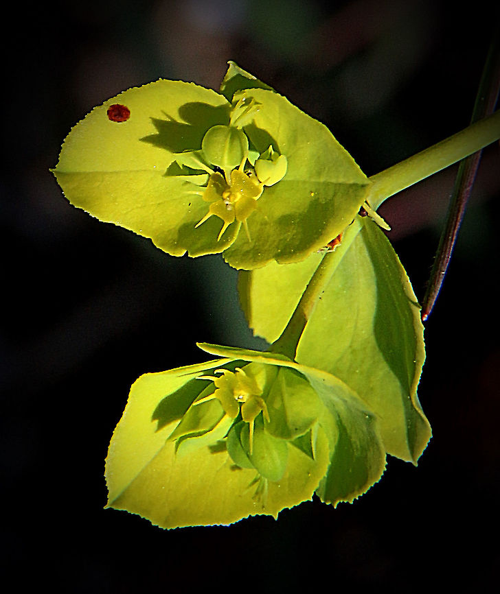 Sea Spurge - Euphorbia paralias Closeup of tiny flowers on leave. Australia,Eamw flora,Euphorbia paralias,Geotagged,Sea Spurge,Winter
