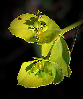 Sea Spurge - Euphorbia paralias Closeup of tiny flowers on leave. Australia,Eamw flora,Euphorbia paralias,Geotagged,Sea Spurge,Winter