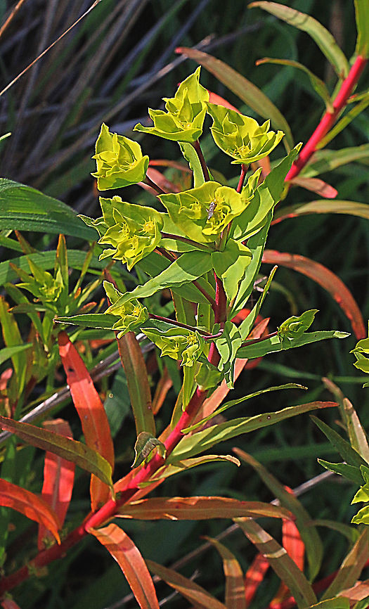 Sea Spurge - Euphorbia paralias Showing branch with several flowers. Australia,Eamw flora,Euphorbia paralias,Geotagged,Sea Spurge,Winter