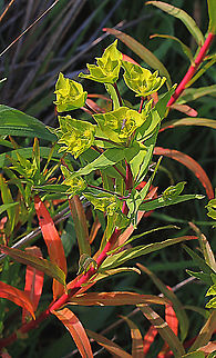Sea Spurge - Euphorbia paralias Showing branch with several flowers. Australia,Eamw flora,Euphorbia paralias,Geotagged,Sea Spurge,Winter