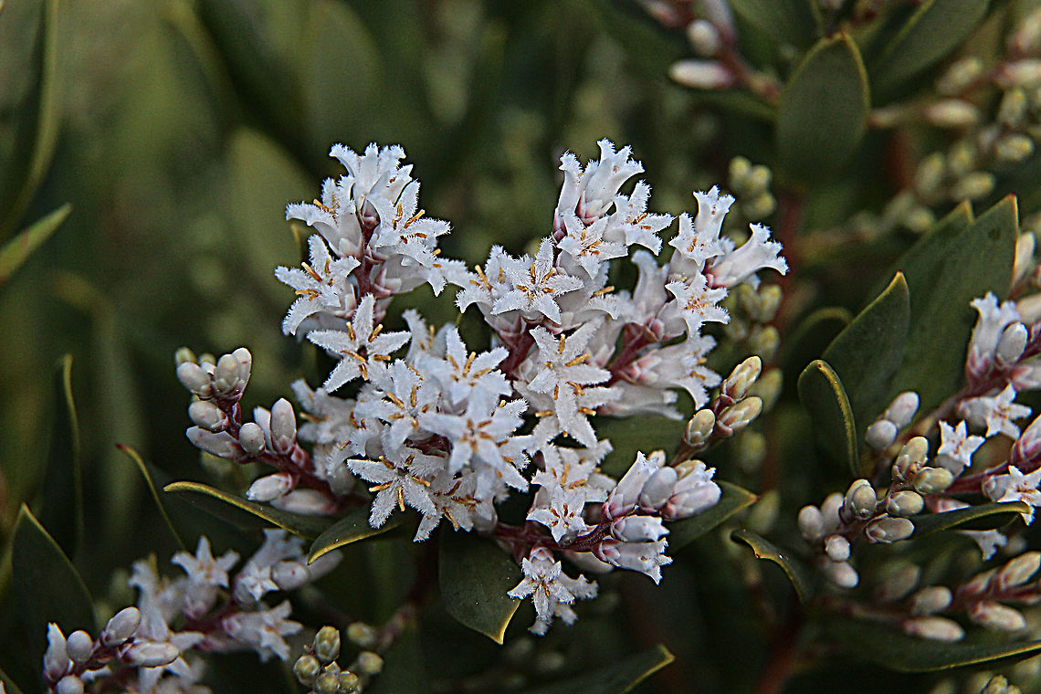 Coastal Beard - heath - Leucopogon parviflorus  Australia,Coast beard-heath,Eamw flora,Geotagged,Leucopogon parviflorus,Winter