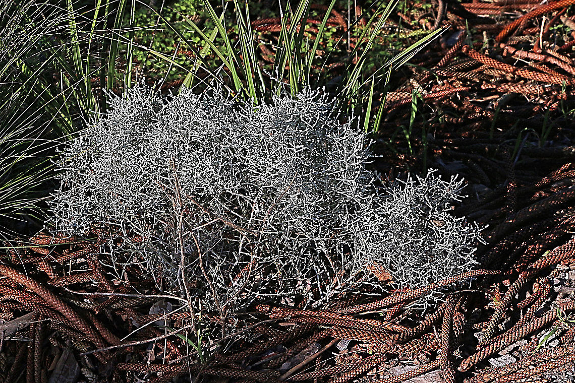 Cushion bush - Leucophyta brownii  Australia,Eamw flora,Geotagged,Leucophyta,Leucophyta brownii,Winter