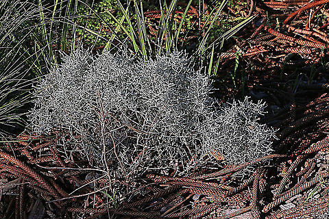 Cushion bush - Leucophyta brownii  Australia,Eamw flora,Geotagged,Leucophyta,Leucophyta brownii,Winter