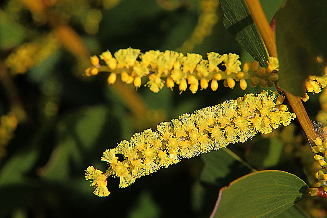 Golden Wattle - Acacia longifolia Details of flower cluster. Acacia longifolia,Australia,Eamw flora,Geotagged,Golden Wattle,Winter
