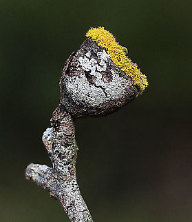 Side view of lichen growing on eucalyptus seed capsule  Australia,Eamw lichen,Geotagged,Winter