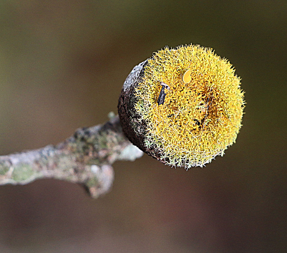 Unidentified lichen growing on a eucalyptus seed capsule. The growing pattern of the lichen is unusually perfect and even Australia,Eamw lichen,Geotagged,Winter