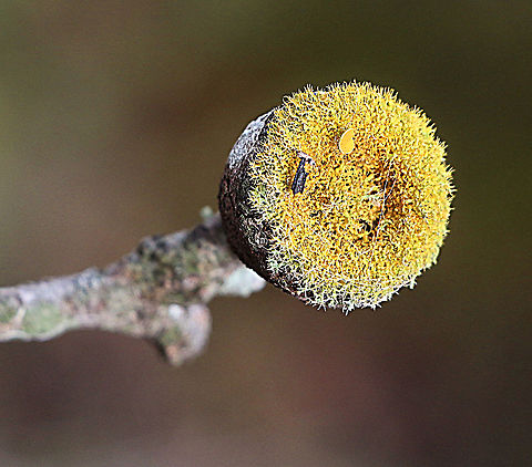 Unidentified lichen growing on a eucalyptus seed capsule. The growing pattern of the lichen is unusually perfect and even Australia,Eamw lichen,Geotagged,Winter