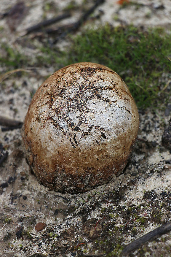 Horse dung fungus - Pisolithus microcarpus. Growing in a sandy heath habitat. Australia,EW Pisolithus,Eamw fungi,Geotagged,Pisolithus microcarpus,Winter