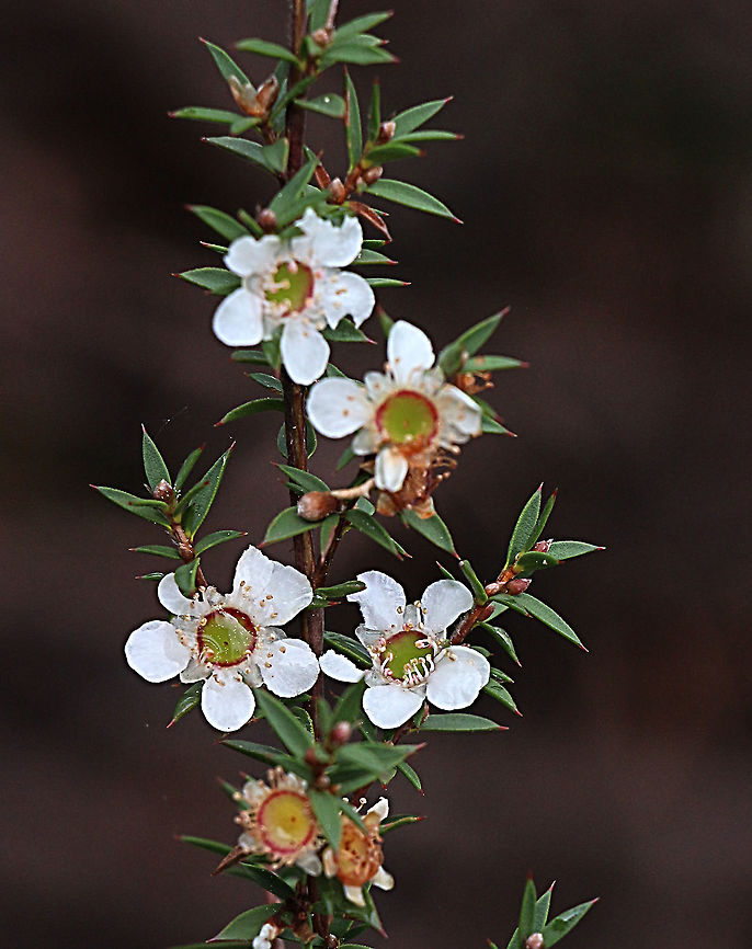Green tea- tree - Leptospermum coriaceum In flower befor spring. Australia,Eamw flora,Geotagged,Green tea-tree,Leptospermum coriaceum,Winter