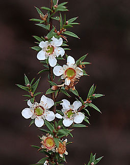 Green tea- tree - Leptospermum coriaceum In flower befor spring. Australia,Eamw flora,Geotagged,Green tea-tree,Leptospermum coriaceum,Winter